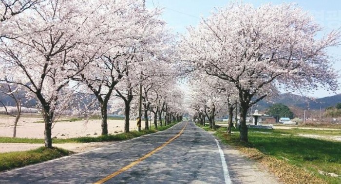2.벚꽃길 따라 영광으로 인생여행을 떠나요!-2.JPG