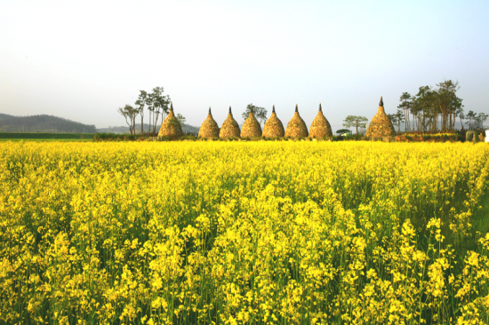 6.영광군, 설레는 봄 여행주간 운영(군남 지내들 유채꽃).png