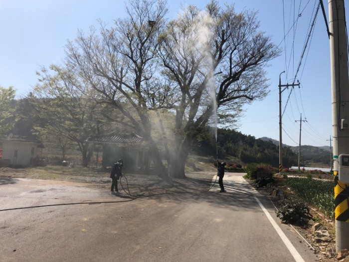 2.영광군, 보호수 및 노거수 봄철 병해충 방제작업실시.jpg