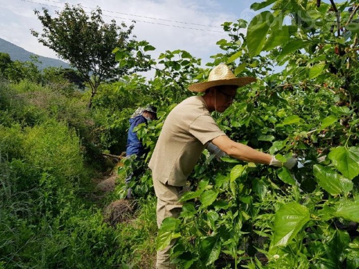 4.과수 저온피해 농가에 따뜻한 손길을-1.jpg