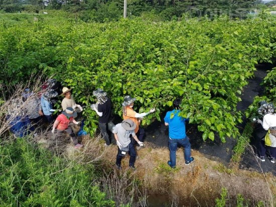 4.과수 저온피해 농가에 따뜻한 손길을-2.jpg