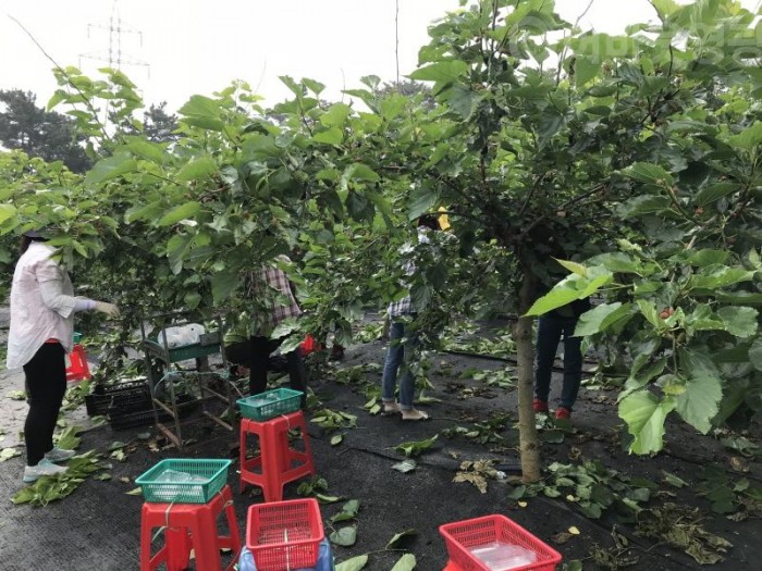 4.영광군 사회복지과, 농촌 일손 돕기 실시-1.jpg