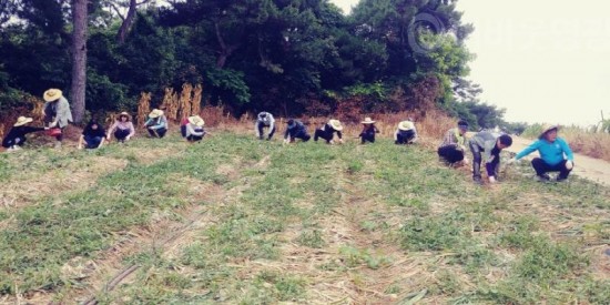 3.재무과, 양파 재배농가 일손지원-1.jpg