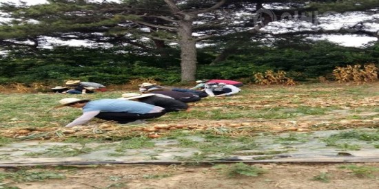 3.재무과, 양파 재배농가 일손지원-3.jpg