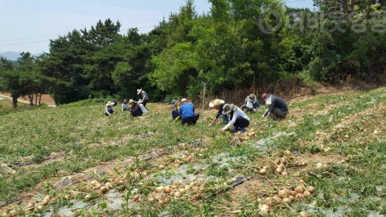 4.영광군 상하수도사업소, 농촌 일손 돕기 실시-1.jpg