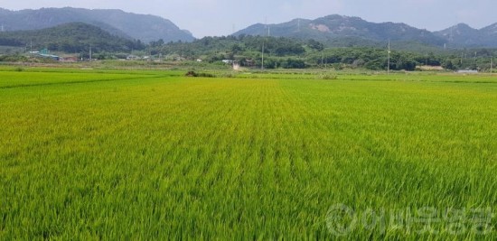 2.먹노린재 피해포장 (1).jpg