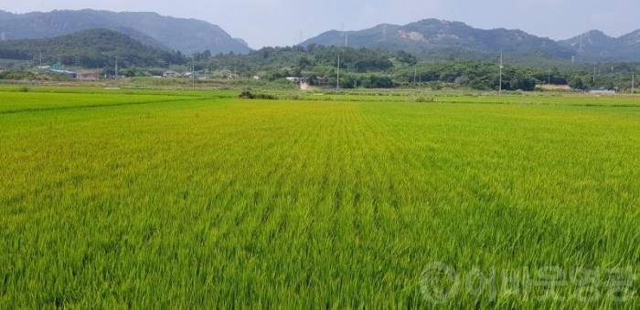 2.먹노린재 피해포장 (1).jpg