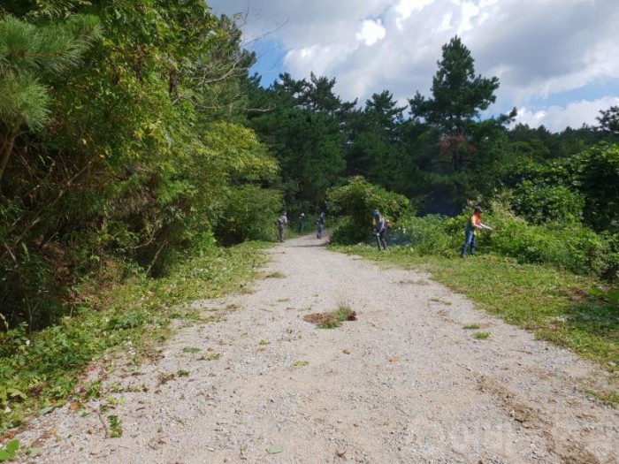 4.영광군, 추석명절 성묘객  편의제공 풀베기 작업실시-1.jpg