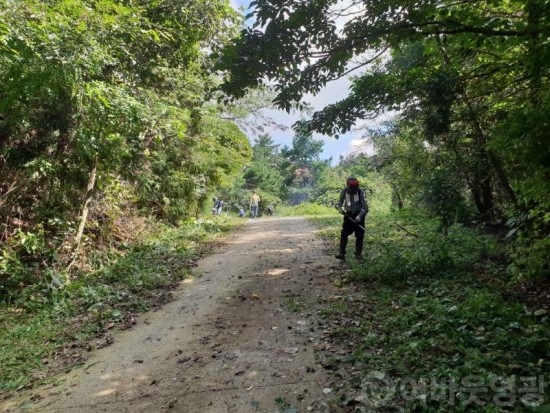 4.영광군, 추석명절 성묘객  편의제공 풀베기 작업실시-2.jpg