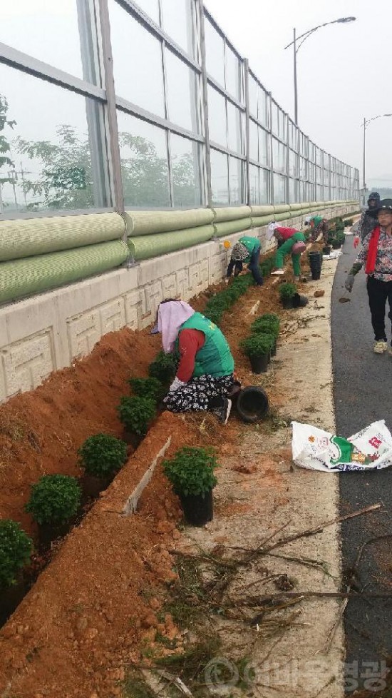 대마면, 가로환경 정비 국화 식재-1.JPG