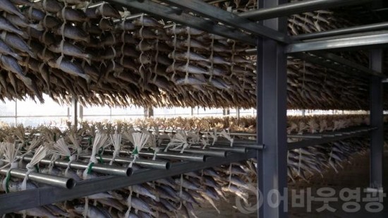 영광굴비 공동덕장 건립 국비 확보 순항-2.jpg