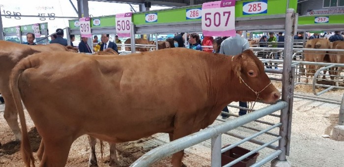 영광군, 전남한우경진대회서‘번식우’최우수상 수상-2.jpeg