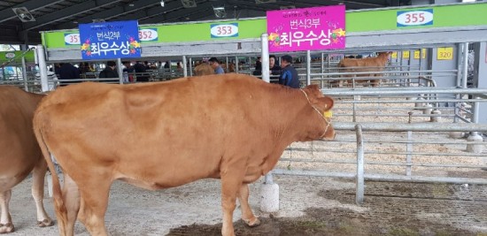 영광군, 전남한우경진대회서‘번식우’최우수상 수상-3.jpeg