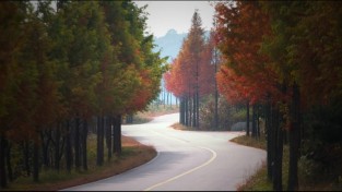 메타세쿼이아 S자도로.jpg