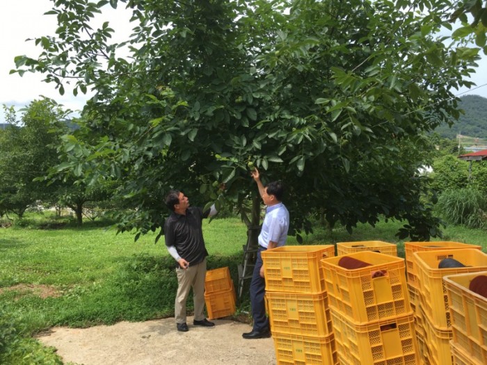 법성면 월산리 호두 재배지.jpg