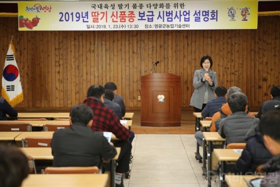 영광군, 국내 육성 딸기 신품종 확대 보급에 나서 4.JPG