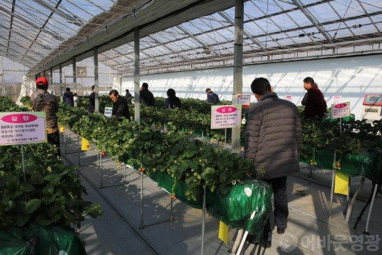 영광군, 국내 육성 딸기 신품종 확대 보급에 나서 1.JPG