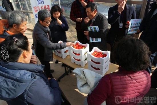영광군, 국내 육성 딸기 신품종 확대 보급에 나서 2.JPG