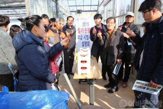 영광군, 국내 육성 딸기 신품종 확대 보급에 나서 3.JPG