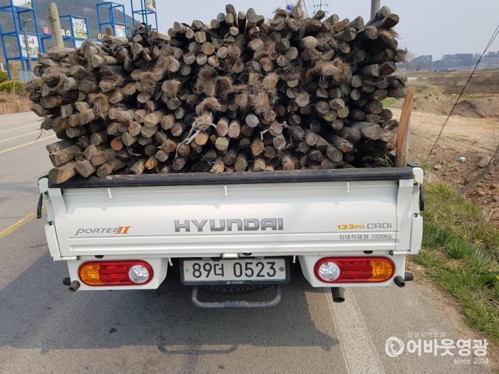 영광군, 미세먼지 저감하는 가로수 일제 정비 1.jpg