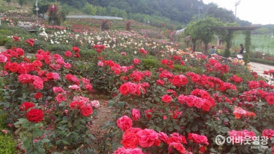 영광군, 도동리 생활체육공원 장미 관리 분주 1.jpg