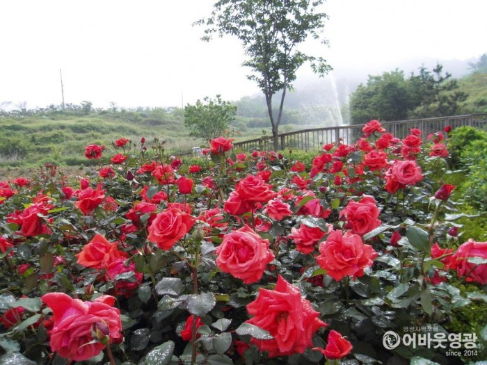 영광군, 도동리 생활체육공원 장미 관리 분주 2.JPG