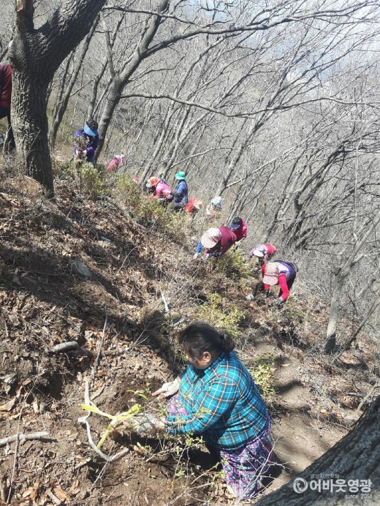 묘량면 장암산 철쭉제 손님맞이 한창 3.jpeg