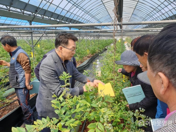 영광군, 지역특화품목(블루베리) 신기술 실용화 현장 컨설팅 실시 1.jpg