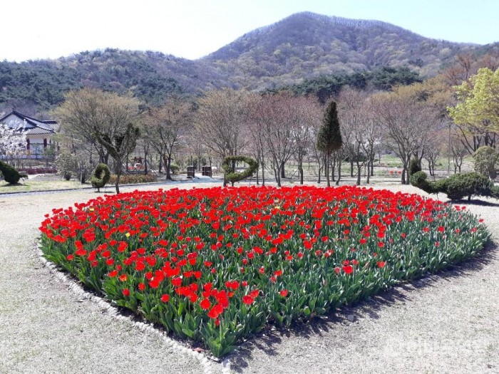 영광군 “사랑하기 좋은 봄, 튤립꽃밭에서 고백하세요” 3.JPG