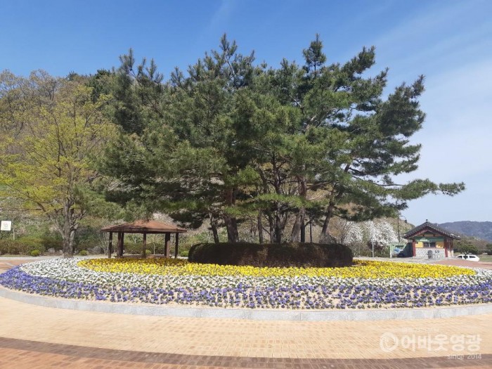 영광군 “사랑하기 좋은 봄, 튤립꽃밭에서 고백하세요” 4.JPG