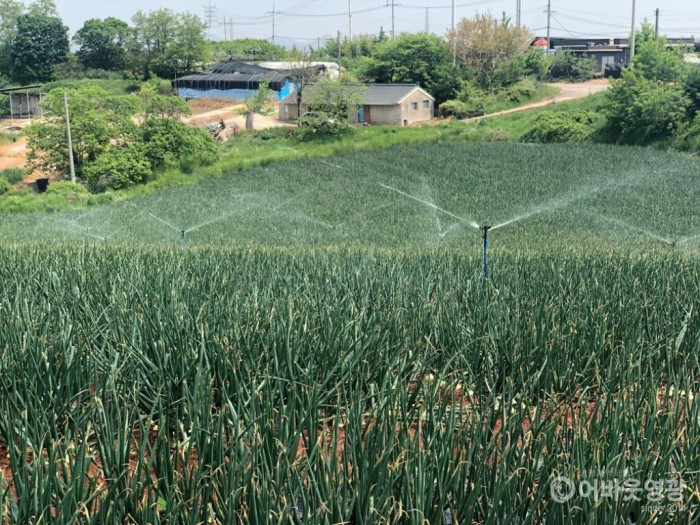 영광군, 양파·마늘 구비대기 포장관리 당부.JPG