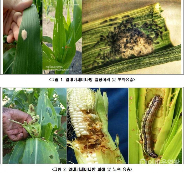 영광군, 열대거세미나방 예찰 강화.JPG