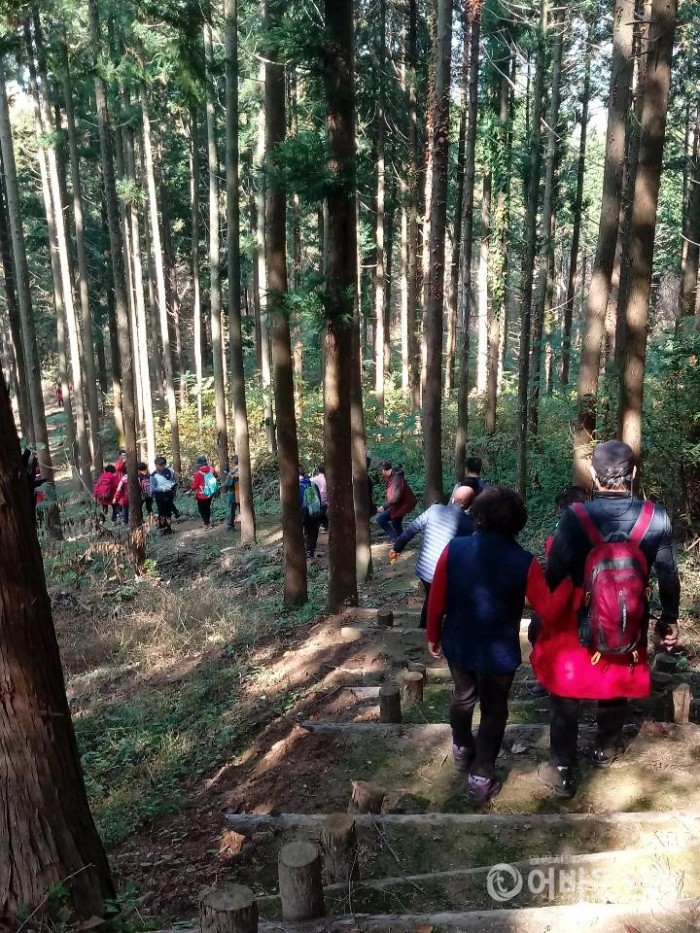 대마면 태청산 핑크 단풍 문화행사 성황리 개최 4.jpg