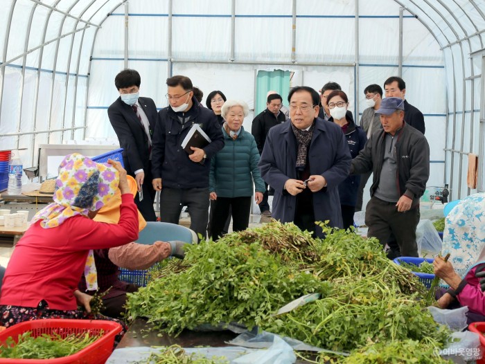영광군, 봄 내음 가득한 밭 미나리 첫 수확 2.JPG