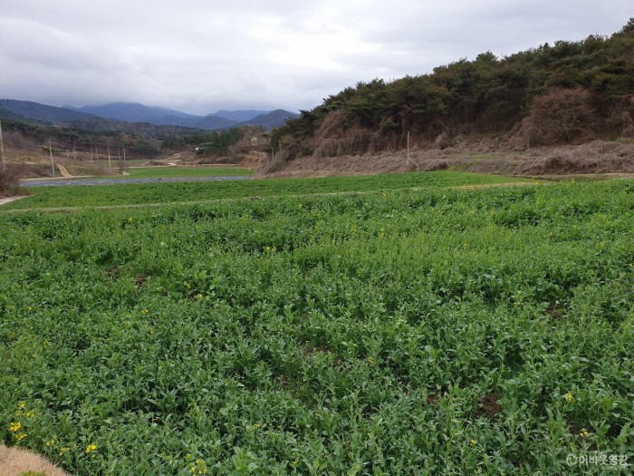 묘량면, 신흥마을 보라색 생약초단지 조성사업 본격 추진 3.jpg