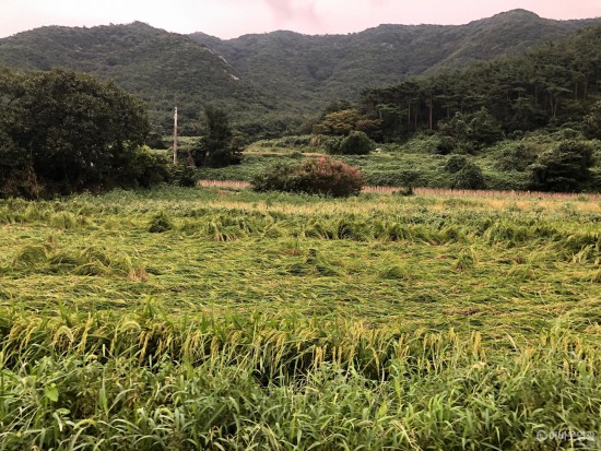 영광군, 벼 농작물 재해보험 가입 개시 1.JPG