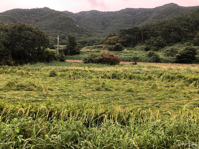 영광군, 벼 농작물 재해보험 가입 개시 1.JPG