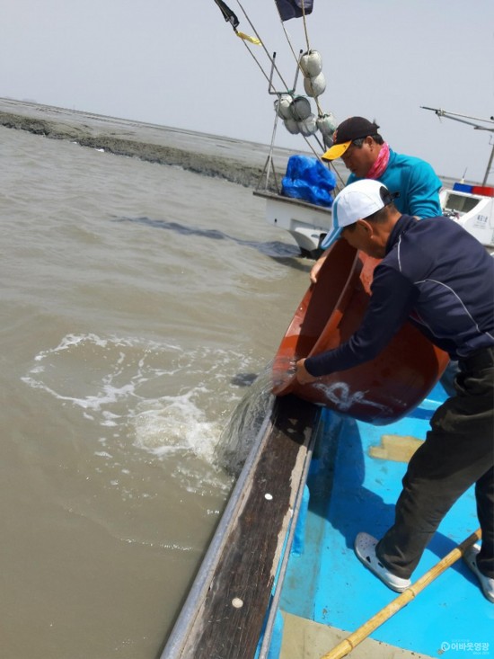 영광 칠산해역에 대하종자 방류  3.jpg