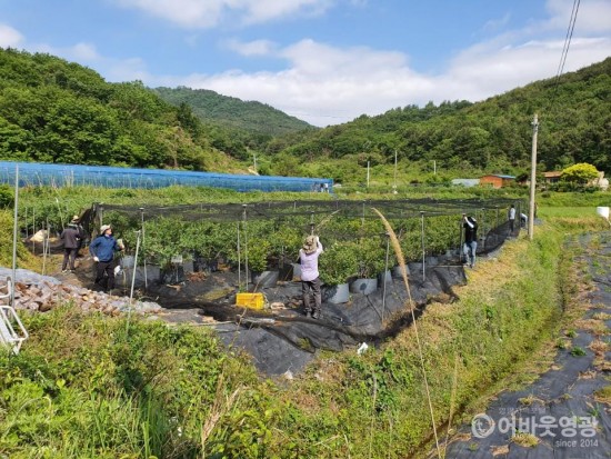 영광군 산림공원과 코로나19 극복 농촌 일손돕기 1.jpg