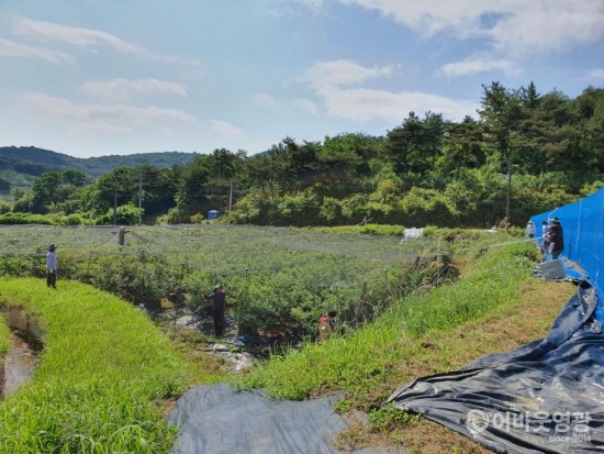 영광군 산림공원과 코로나19 극복 농촌 일손돕기 4.jpg