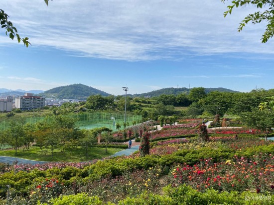 영광 생활체육공원 장미 만개 “꽃보며 지친 마음 달래요” 2.JPG
