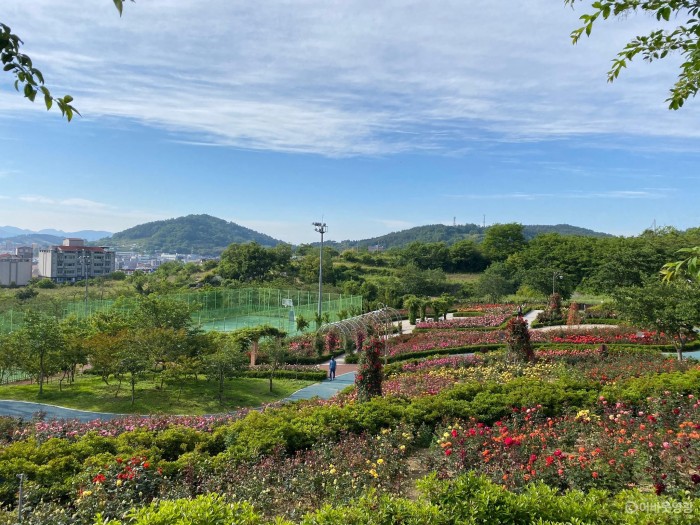 영광 생활체육공원 장미 만개 “꽃보며 지친 마음 달래요” 2.JPG