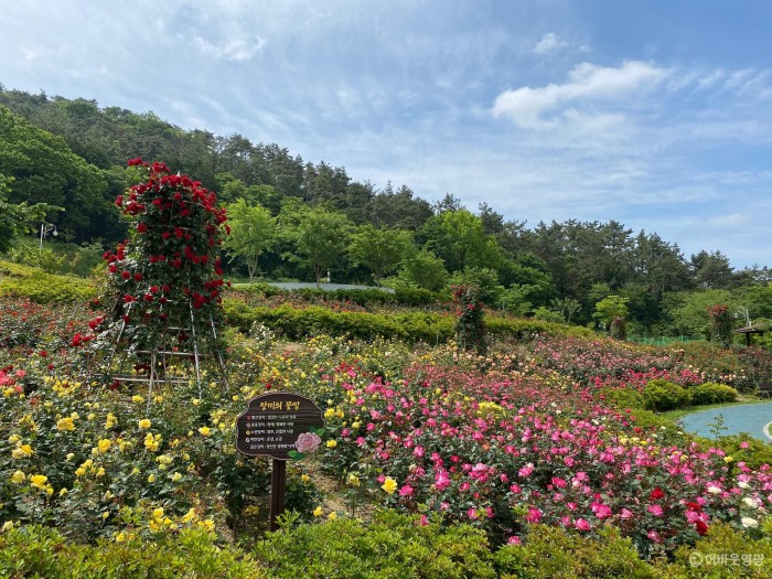 영광 생활체육공원 장미 만개 “꽃보며 지친 마음 달래요” 1.JPG