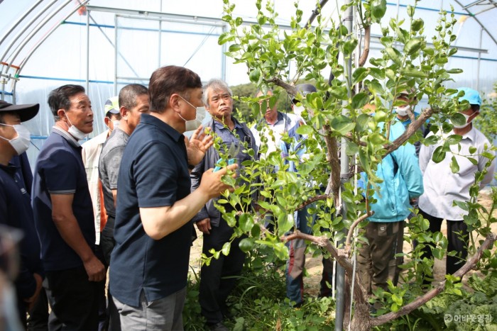 영광군 대표 육성 작목, 아삭 달콤 사과대추 2.JPG