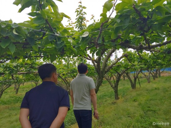 영광군, 사과·배 과수화상병 ‘경계’ 단계 발령 1.jpg