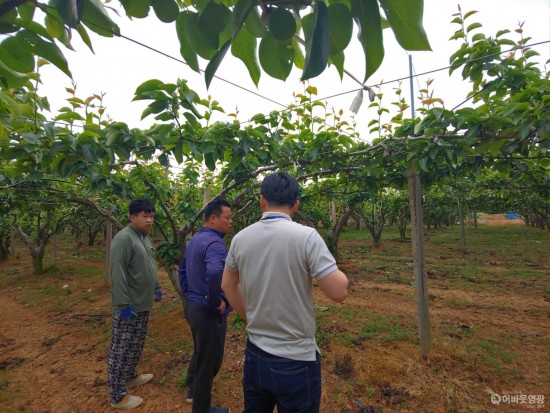 영광군, 사과·배 과수화상병 ‘경계’ 단계 발령 2.jpg