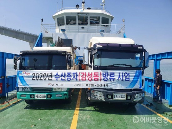 영광군, 어업자원 증강을 위한 어린 감성돔 방류 2.jpg