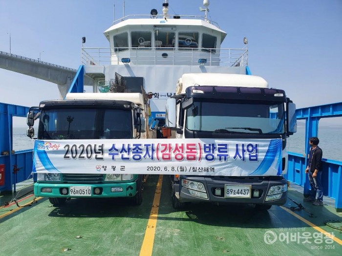 영광군, 어업자원 증강을 위한 어린 감성돔 방류 2.jpg