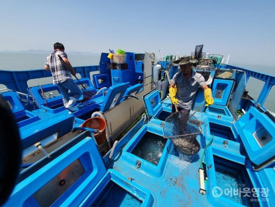 영광군, 어업자원 증강을 위한 어린 감성돔 방류 1.jpg