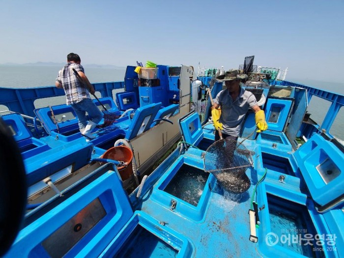 영광군, 어업자원 증강을 위한 어린 감성돔 방류 1.jpg
